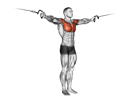 Chest Flyes-Upright Exercises