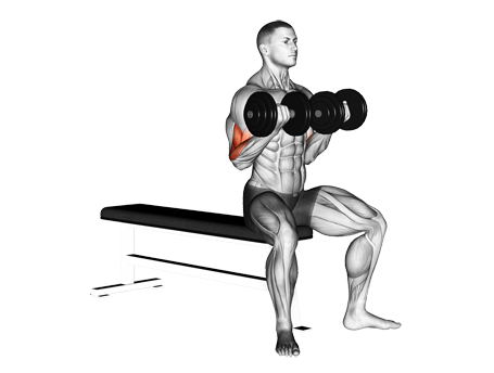 Curl-Seated Bicep  Exercises