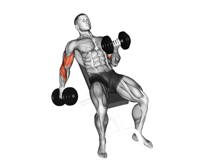 Curl-Incline Dumbbell Exercises
