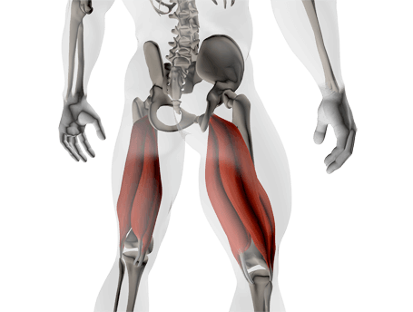 All Parts of the Hamstrings